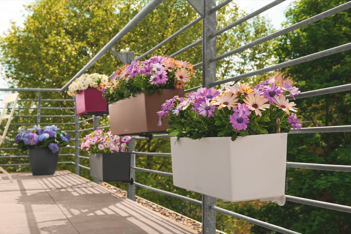 BALCONERA Color 80